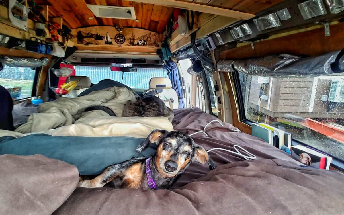 VanLife Dog is Their Co-pilot, Literally · The Wildest