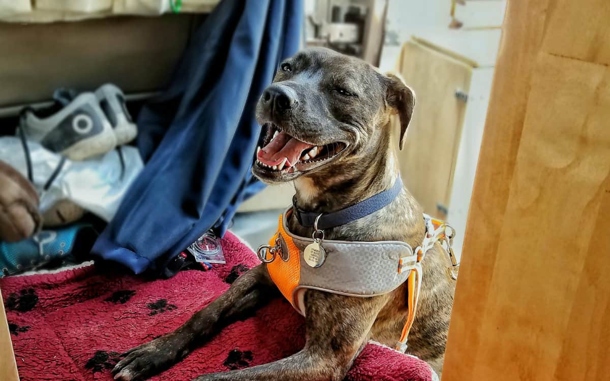 Vanlife With Dogs: Tips, Challenges, And Fun On The Road