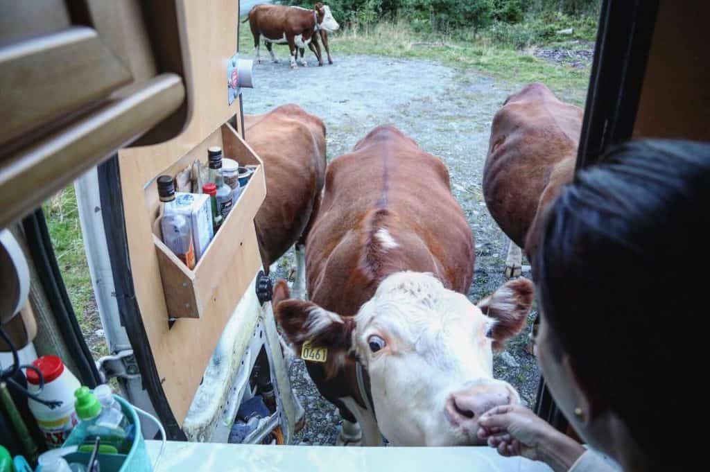 Cows at the van door