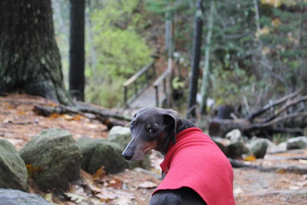 A dachshund looks back at the camera, a forest and wooden bridge surround him in this photo.