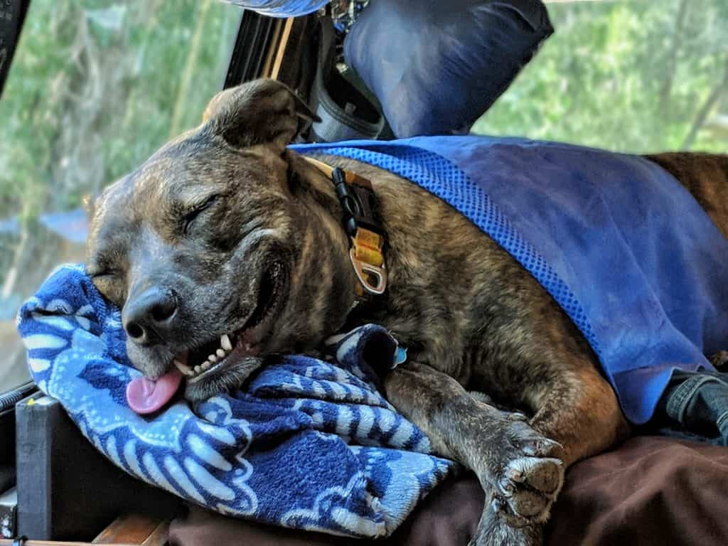 Nymeria dog vanlife 1200x900