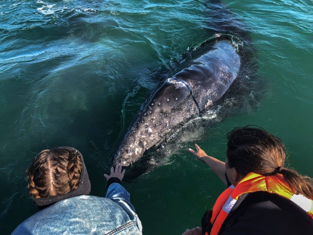 Two people reach out towards water to pet a baby whale.