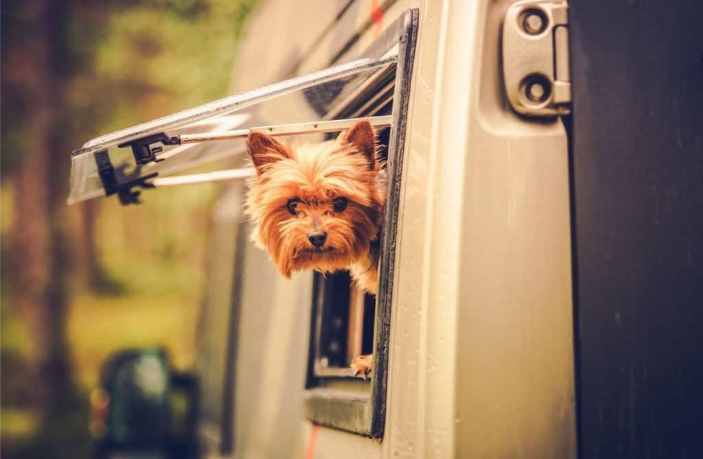 Dog hanging out the window of an rv