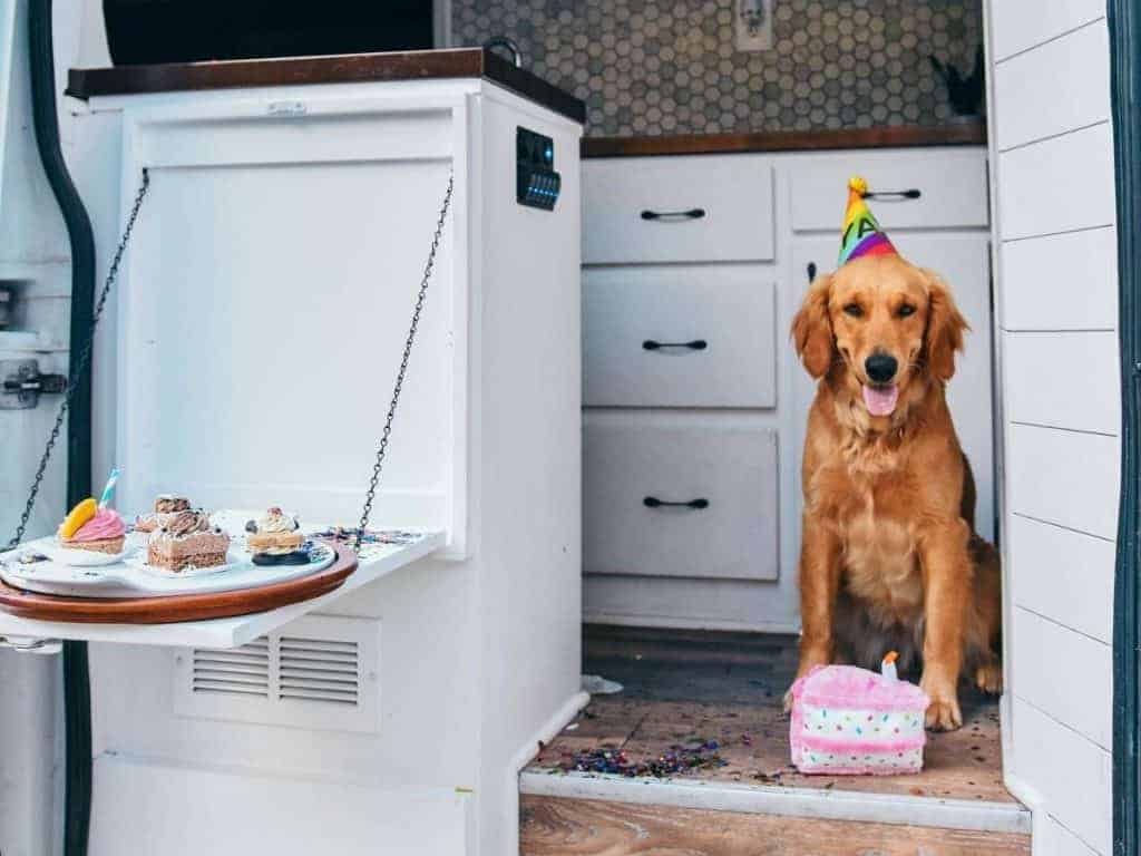 Ella sits with a dog toy cake and a party hat on inside the van. Next to her, a flip down table holds plates of sweets.