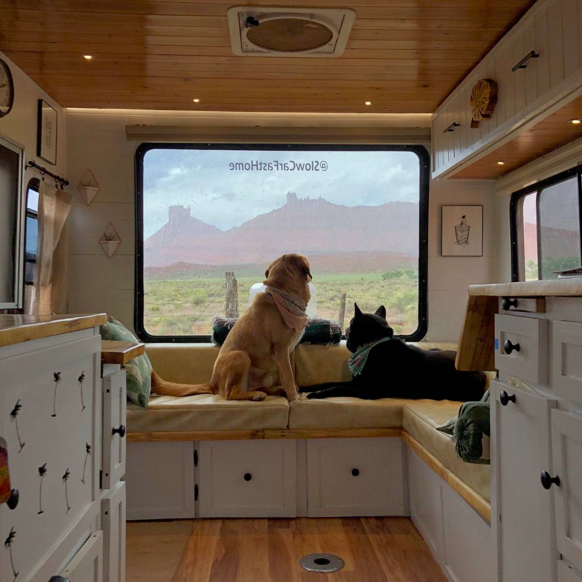 Dogs looking out back window of Toyota RV